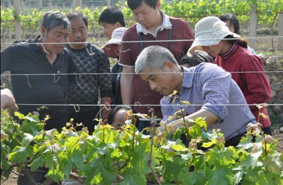 刘崇怀一行到“同心”实践基地开展技术培训